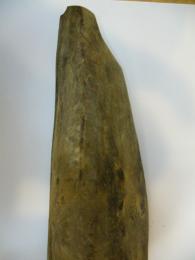 本枯れ節　背節